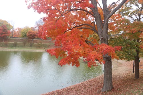 Free stock photo of fall colors, new england