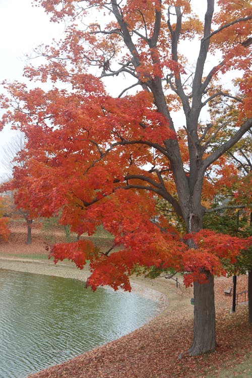 Free stock photo of fall colors