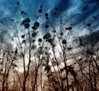 黄昏时分，光秃秃的树木映衬着云雾缭绕的戏剧性天空，营造出宁静的自然景象