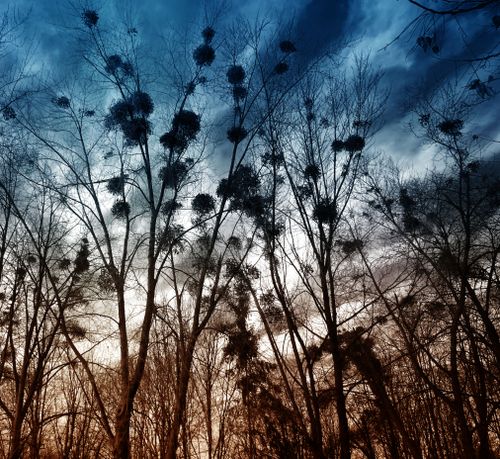 Free Bare trees silhouetted against a dramatic, cloud-filled sky at twilight, creating a serene natural scene. Stock Photo