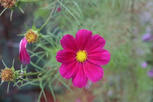 Free stock photo of fall flowers