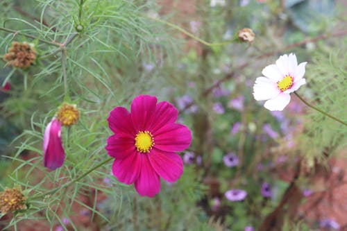 Free stock photo of flowers