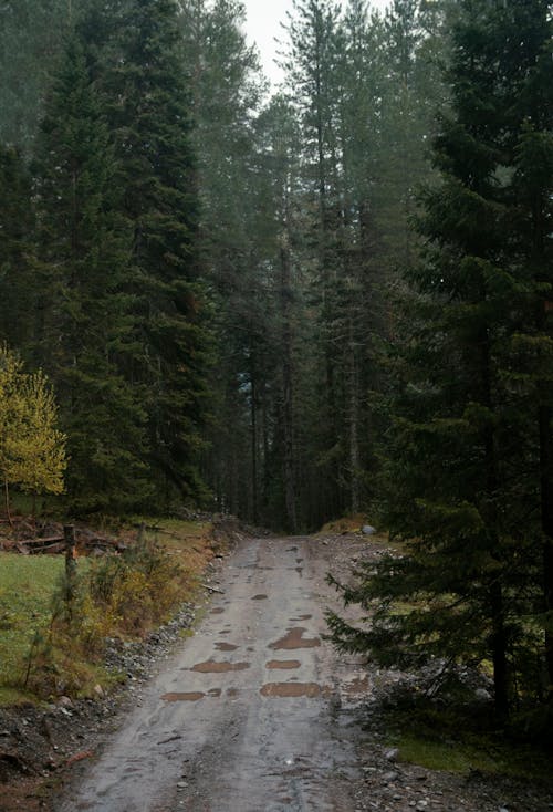 Photos gratuites de centrales, espace extérieur, fond d'écran forêt sombre