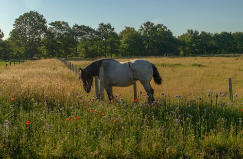 A Horse on Green Grass Field