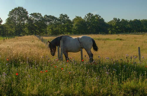 Imagine de stoc gratuită din animal, arbori, cabalin