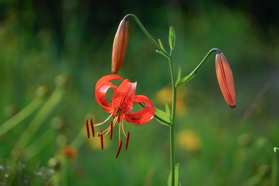 Gratis stockfoto met bloeiend, bloem fotografie, bloemen