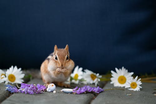 可愛, 吃, 囓齒動物 的 免費圖庫相片