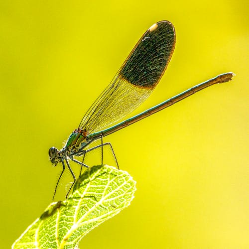 Closeup of wild dragonfly with long abdomen and colorful wings sitting on green plant on green background in forest on summer day