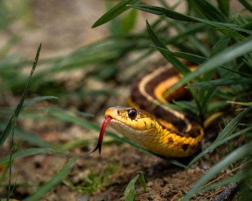 Free Vibrant close-up of a garter snake slithering through lush grass outdoors. Stock Photo