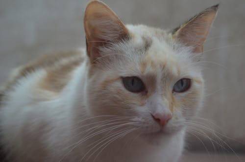 Foto profissional grátis de adorável, animal, bigodes de gato