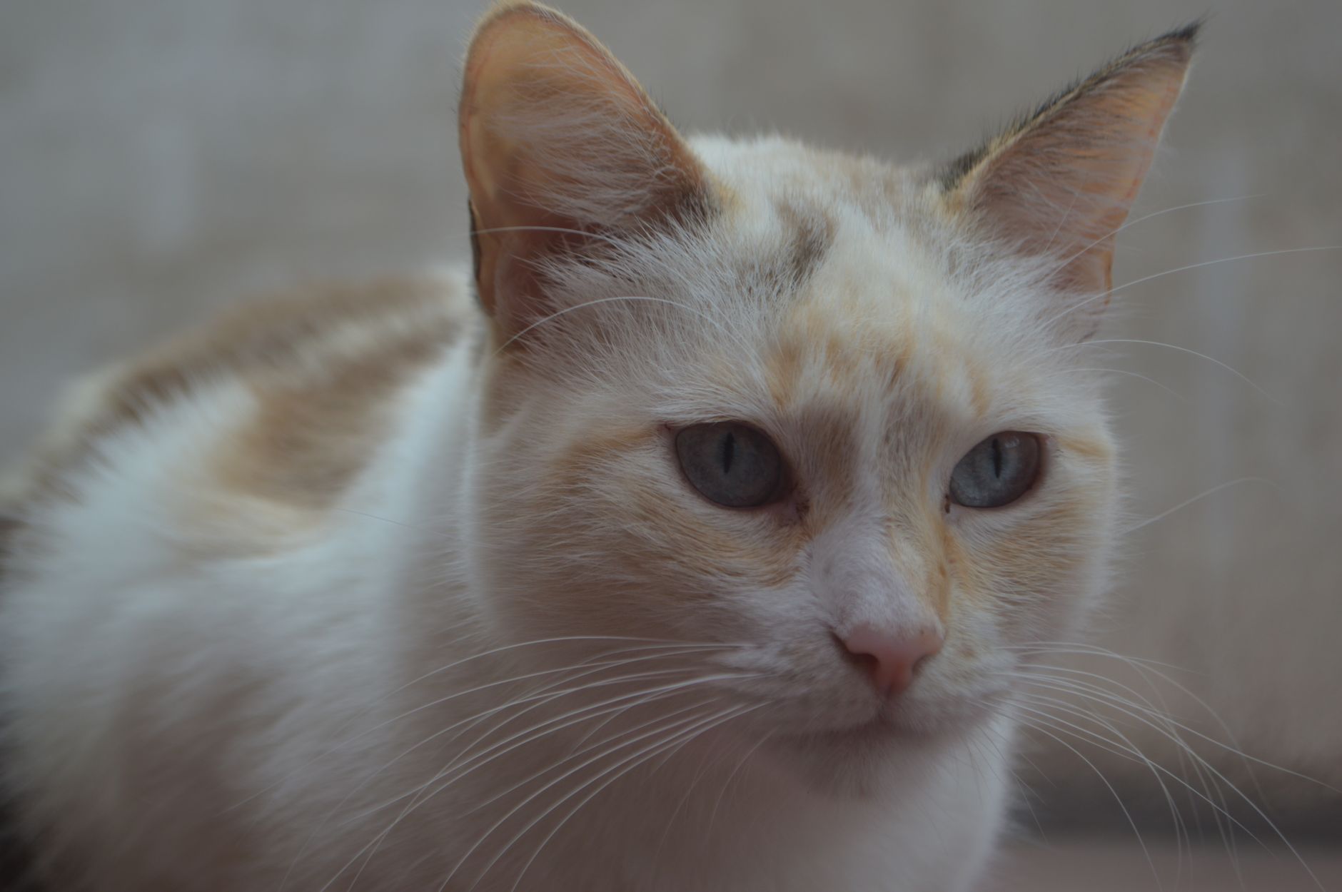 Healthcare and wellness consultation for a cat