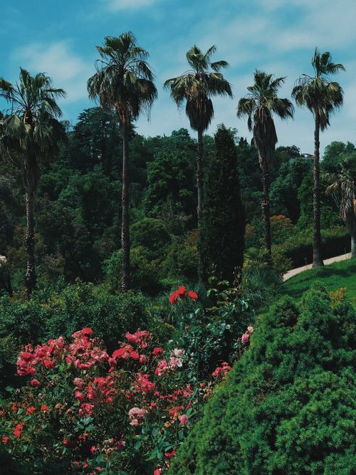 Free Serene garden scene with vibrant flowers and towering palm trees under a bright sky. Stock Photo