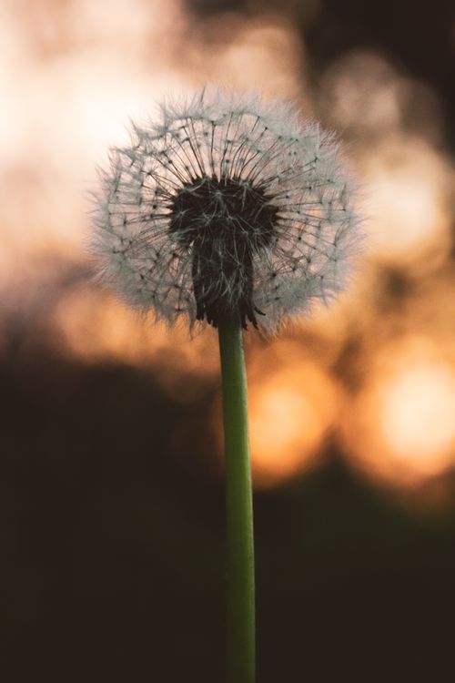 Free Close-up of a delicate dandelion with a soft sunset background. Stock Photo