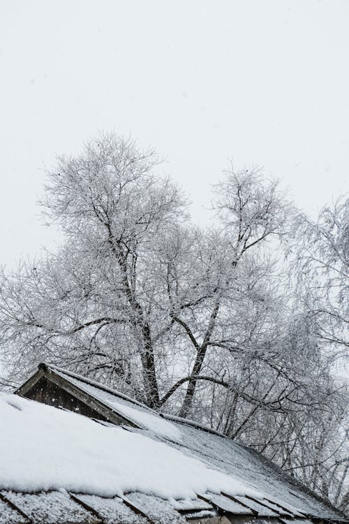 Bare Trees and Rooftops covered in Snow 