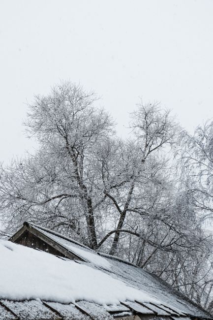 A serene winter scene of snow-covered rooftop with frosty bare trees against a cloudy sky.