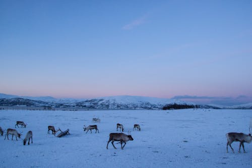 Foto stok gratis antelop, bidang, rusa kutub