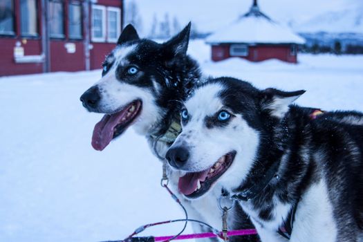 Dog sledding (winter) — Svalbard
