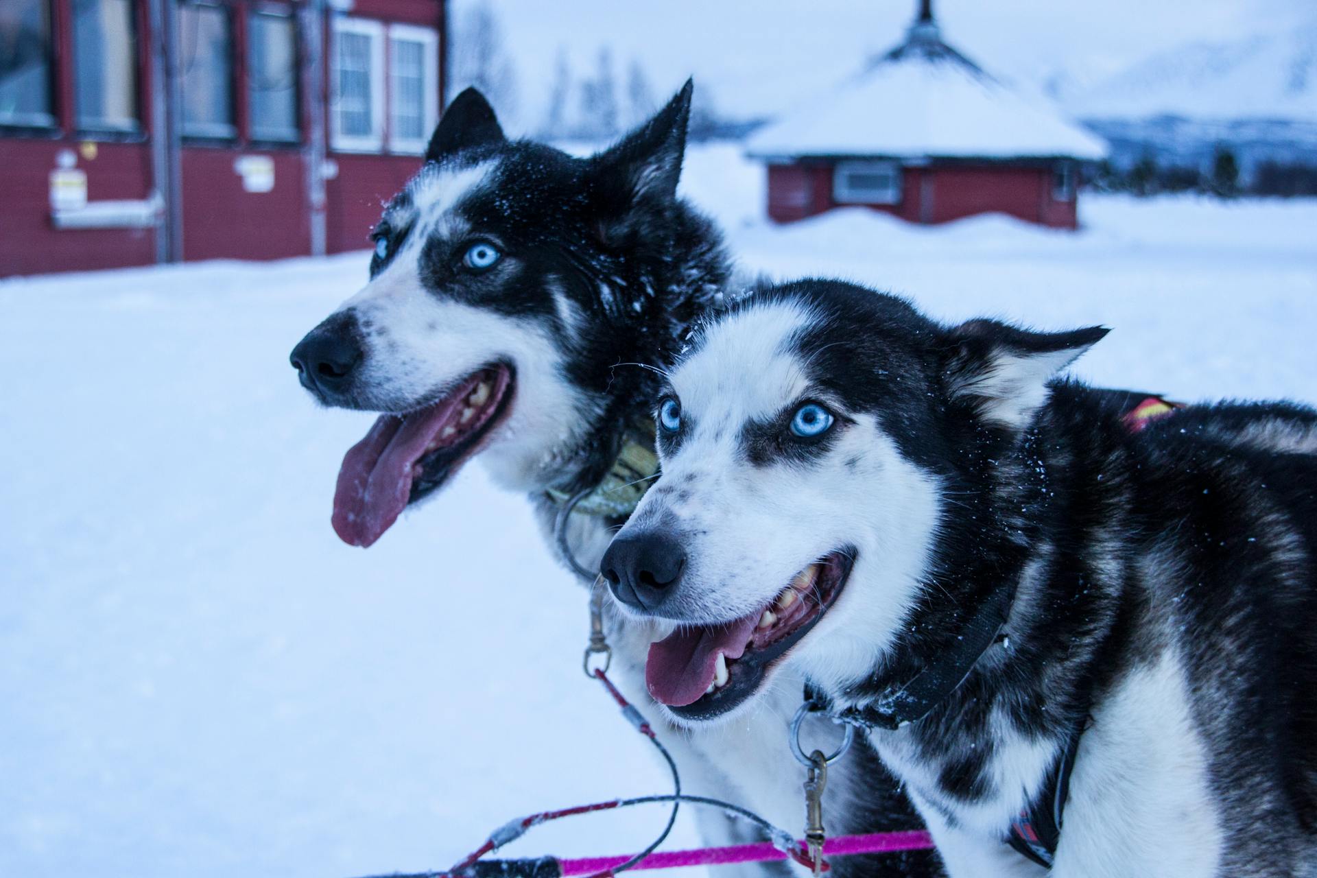 Close up of Eskimo Dogs