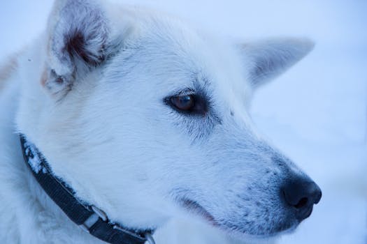Portrait of a white dog in a snowy landscape showcasing its serene expression.
