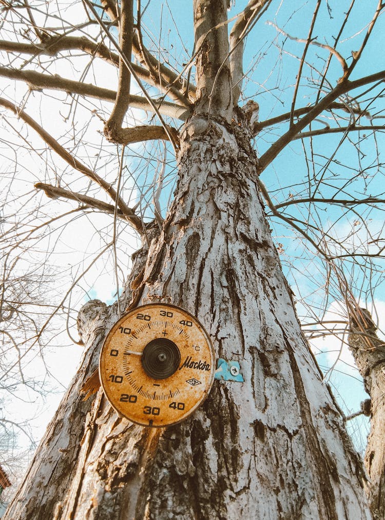 Round Thermometer Hanging On Brown Tree