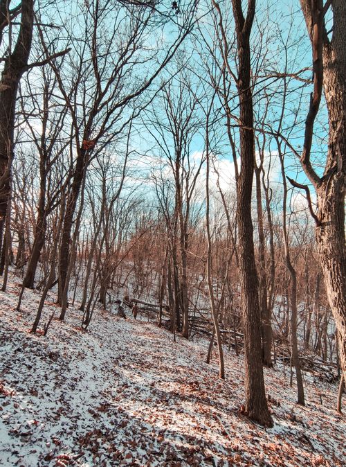 Free A serene winter scene depicting a snow-covered forest with bare trees and a clear blue sky. Stock Photo