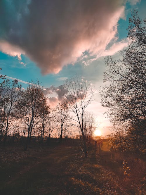 Trees on Green Grass field