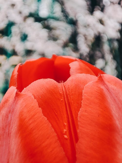 Orange Garden Tulip in Close-Up Photography