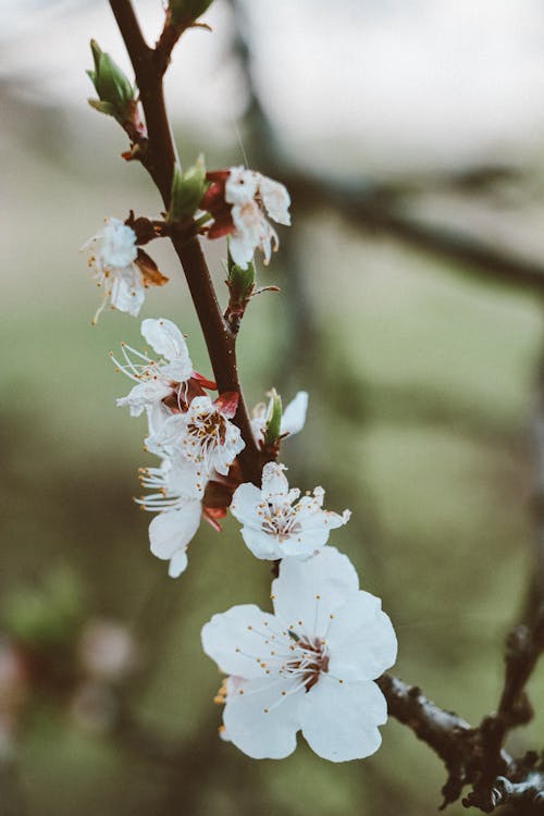 White Cherry Blossom in Bloom