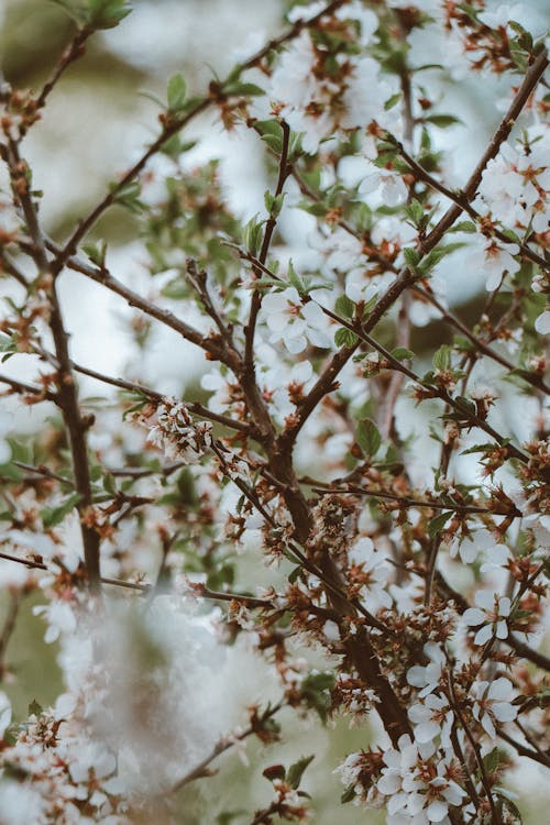 White Cherry Blossom in Close Up Photography