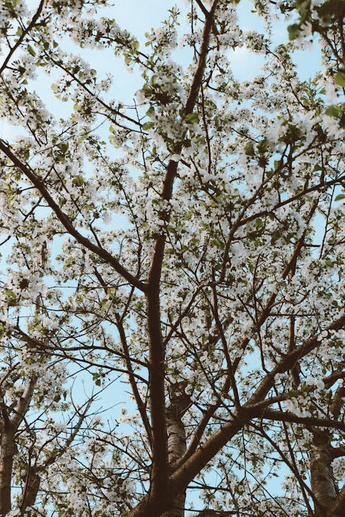 Fotobanka s bezplatnými fotkami na tému biele kvety, čerešňový kvet, flóra