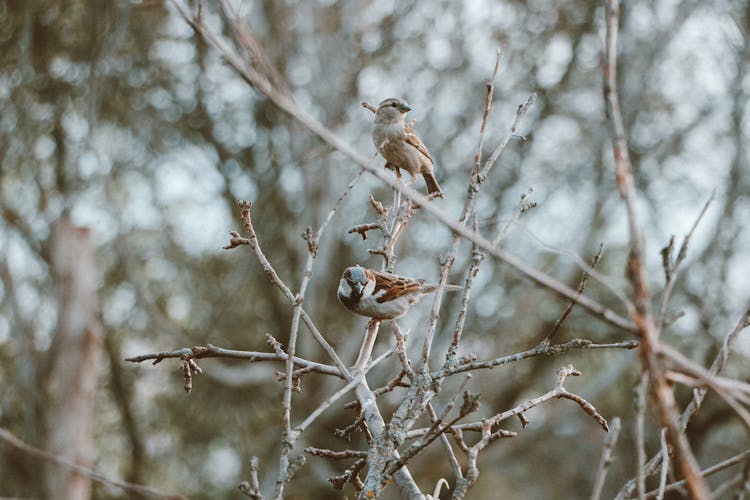 Close Up Of Sparrows