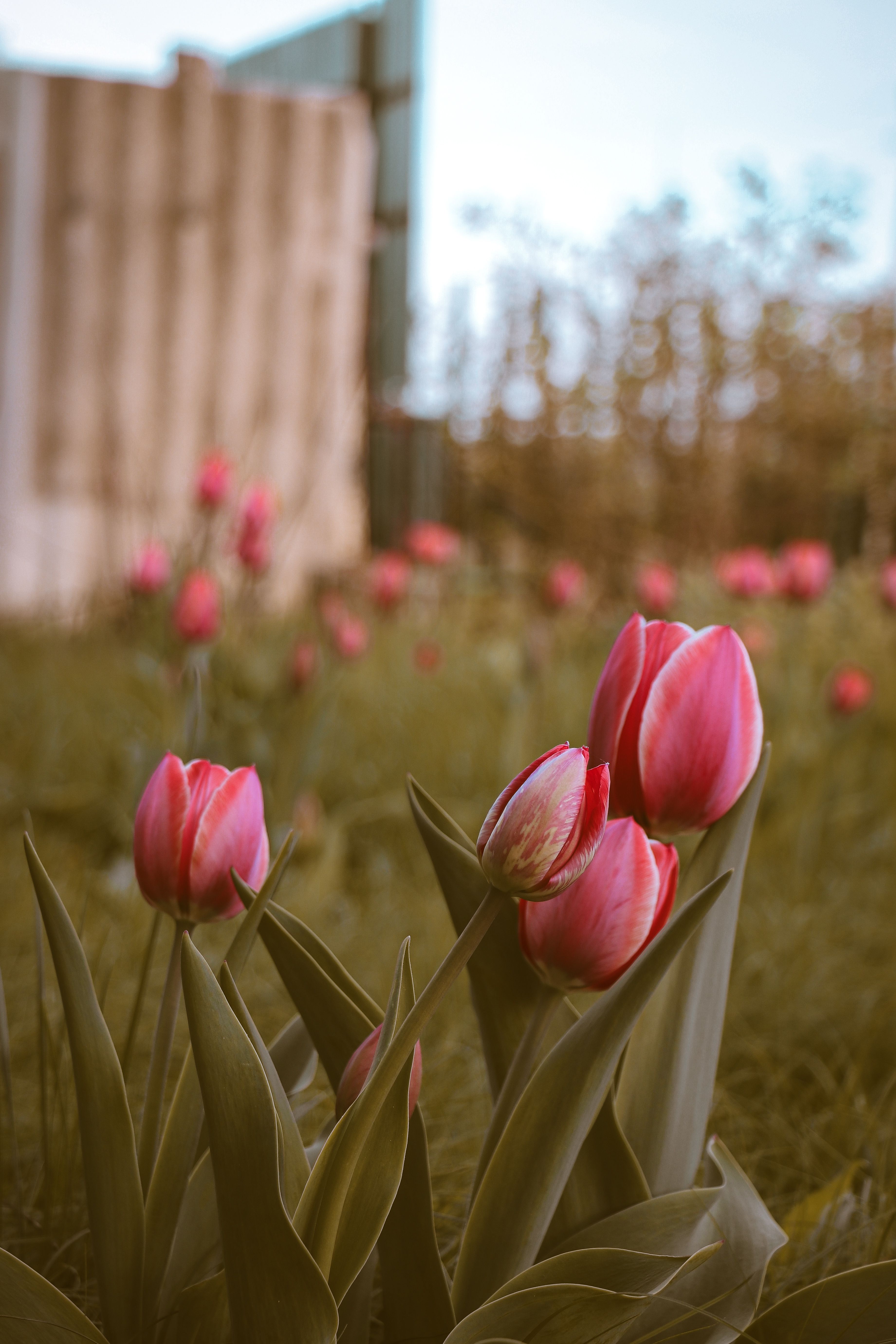 Yellow Tulip Field Landscape Photography · Free Stock Photo