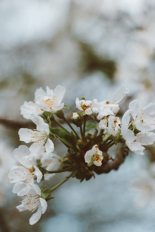 Darmowe zdjęcie z galerii z flora, fotografia kwiatowa, kwiat