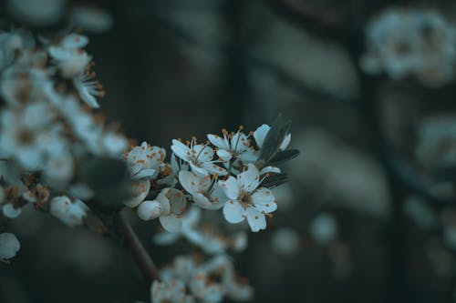 White Flowers in Close Up Photography