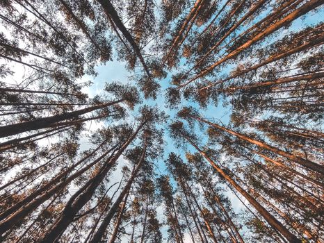 Upward view of tall pine trees with clear sky, showcasing the symmetry and beauty of nature.