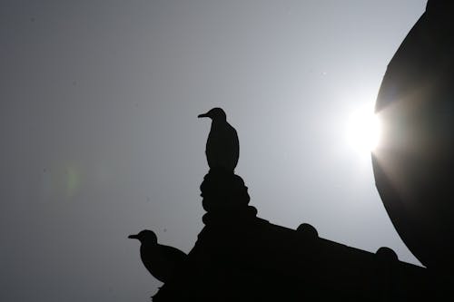 Immagine gratuita di gabbiano, uccello appollaiato