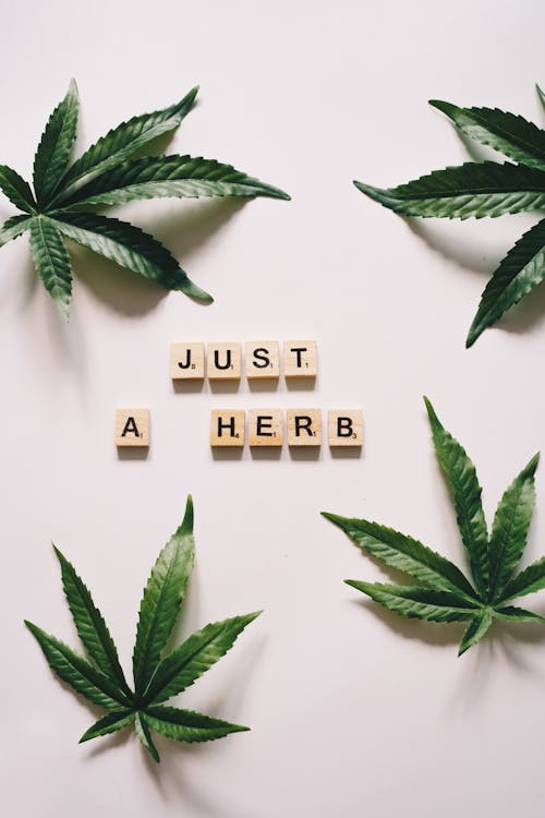 Foto d'estoc gratuïta de cànnabis, fons blanc, frase