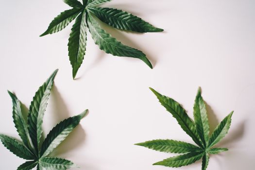 Flat lay arrangement of cannabis leaves on a white background for health and relaxation themes.