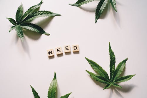 Kostnadsfri bild av blad, brevplattor, cannabis