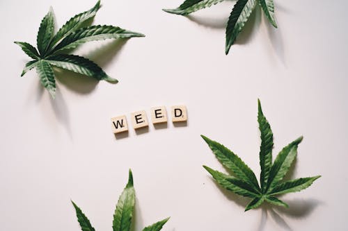 Scrabble Tiles Surrounded with Marijuana Leaves on a White Surface