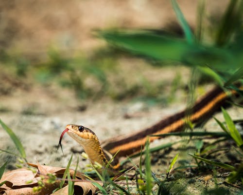 Close Up Photo of Snake 