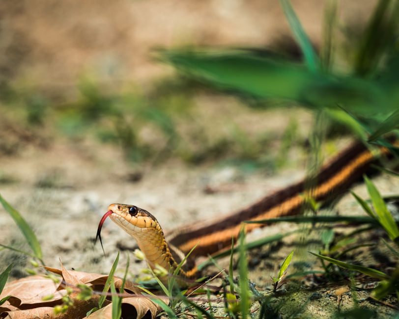 A venomous snake with a forked tongue, camouflaged in grass.