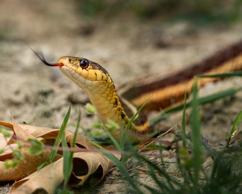 Free Detailed close-up of a garter snake with tongue out in natural habitat among leaves. Stock Photo