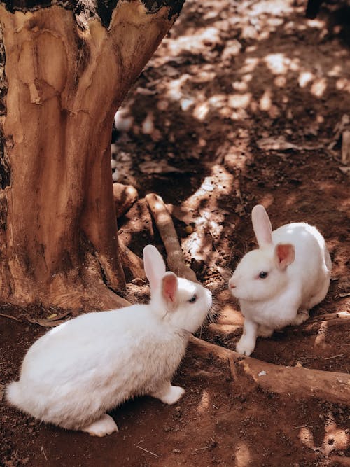 Foto d'estoc gratuïta de animal, conillet, conills