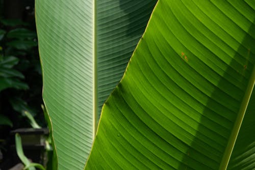 Free stock photo of dark green leaves, green background, tropical Stock Photo
