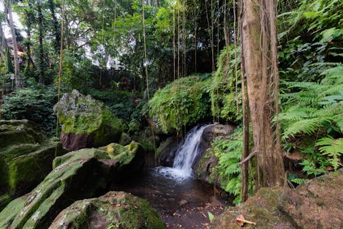 Free stock photo of 4k background, balinese, tropical rainforest Stock Photo