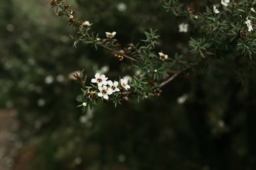 Free Branches with Small Flowers Stock Photo
