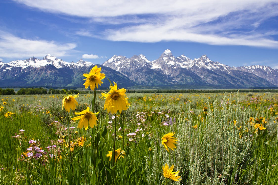 Free stock photo of grand teton national park tetons wyoming Free stock photo of grand teton national park tetons wyoming