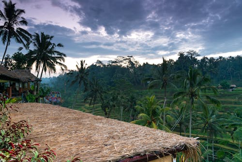 Free stock photo of bali, early sunrise, rice terraces