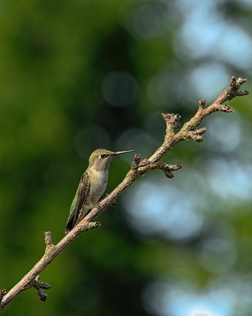 Kostenloses Stock Foto zu ast, kolibri, tierfotografie